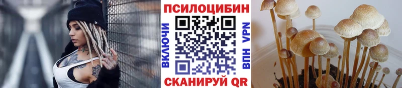 дарнет шоп  Вязники  Псилоцибиновые грибы MAGIC MUSHROOMS 
